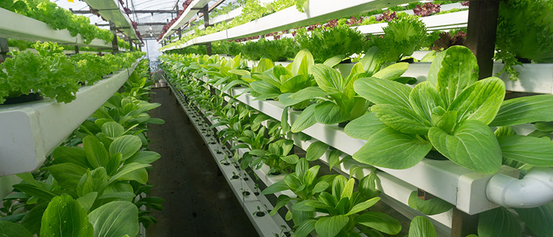 Vertikalni uzgoj i unutarnje vrtlarstvo s hidroponskim Trotecom
